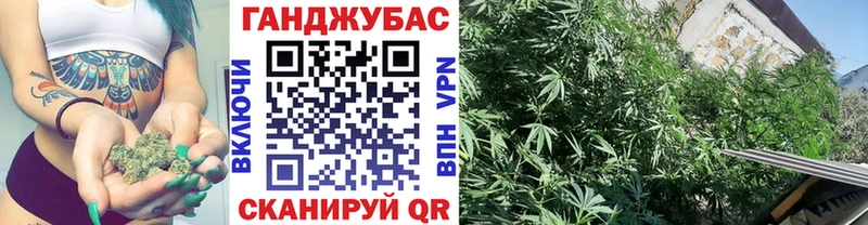 Конопля план  Рубцовск 